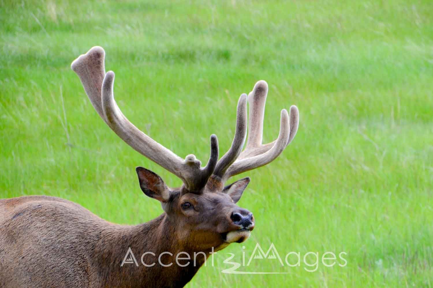 371.RMNP-Elk at Beaver Meadow