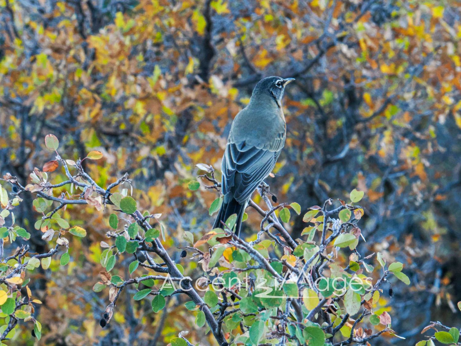 372.American Robin at Bakers Peak