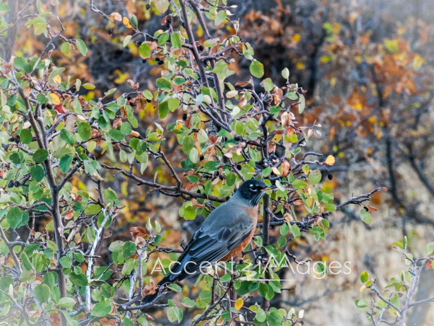 373.American Robin at Bakers Peak