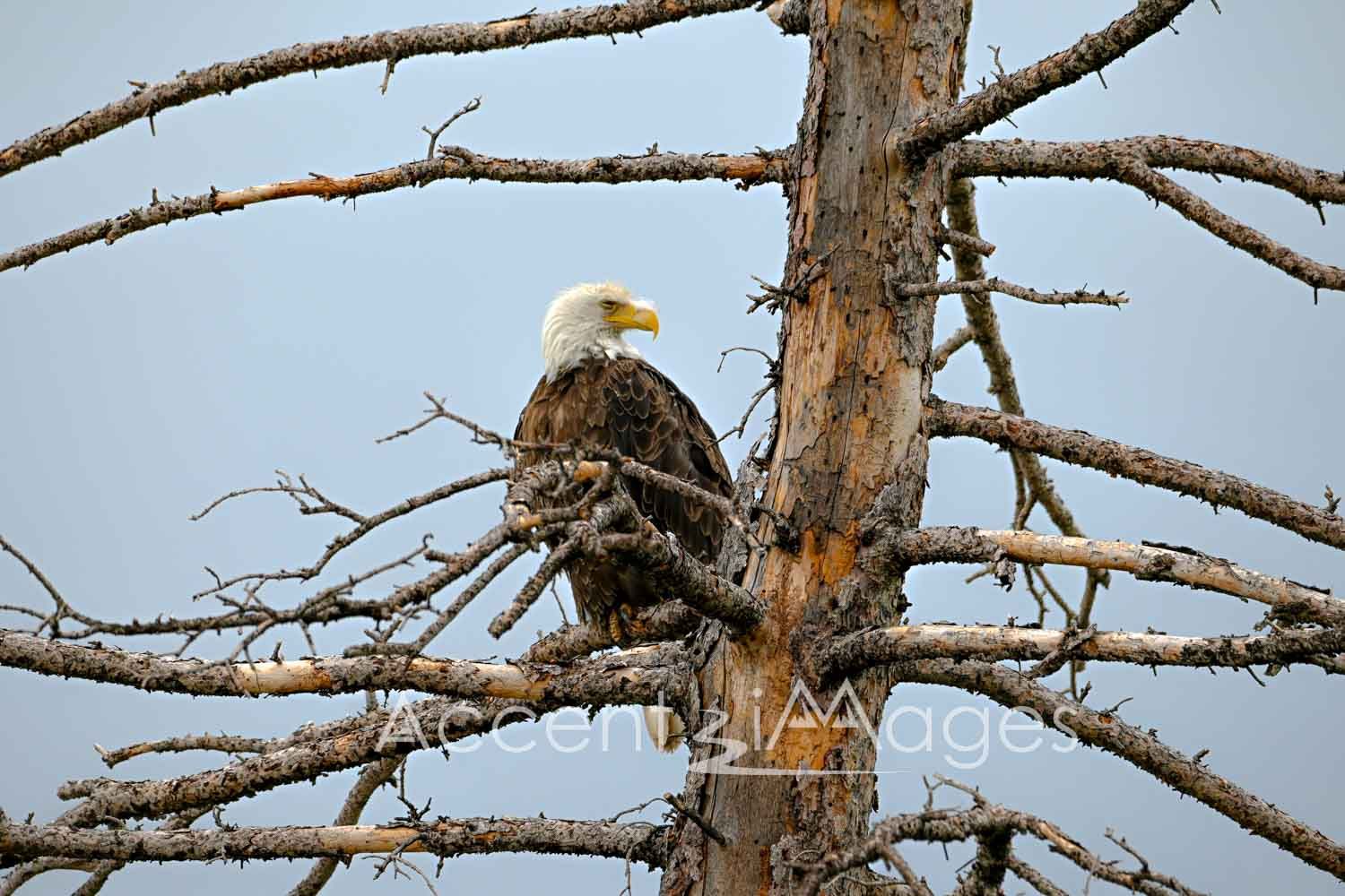 384.Bald Eagle.Steamboat CO
