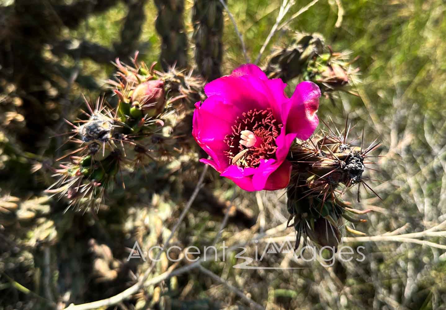 387.Cactus in Bloom -Pueblo