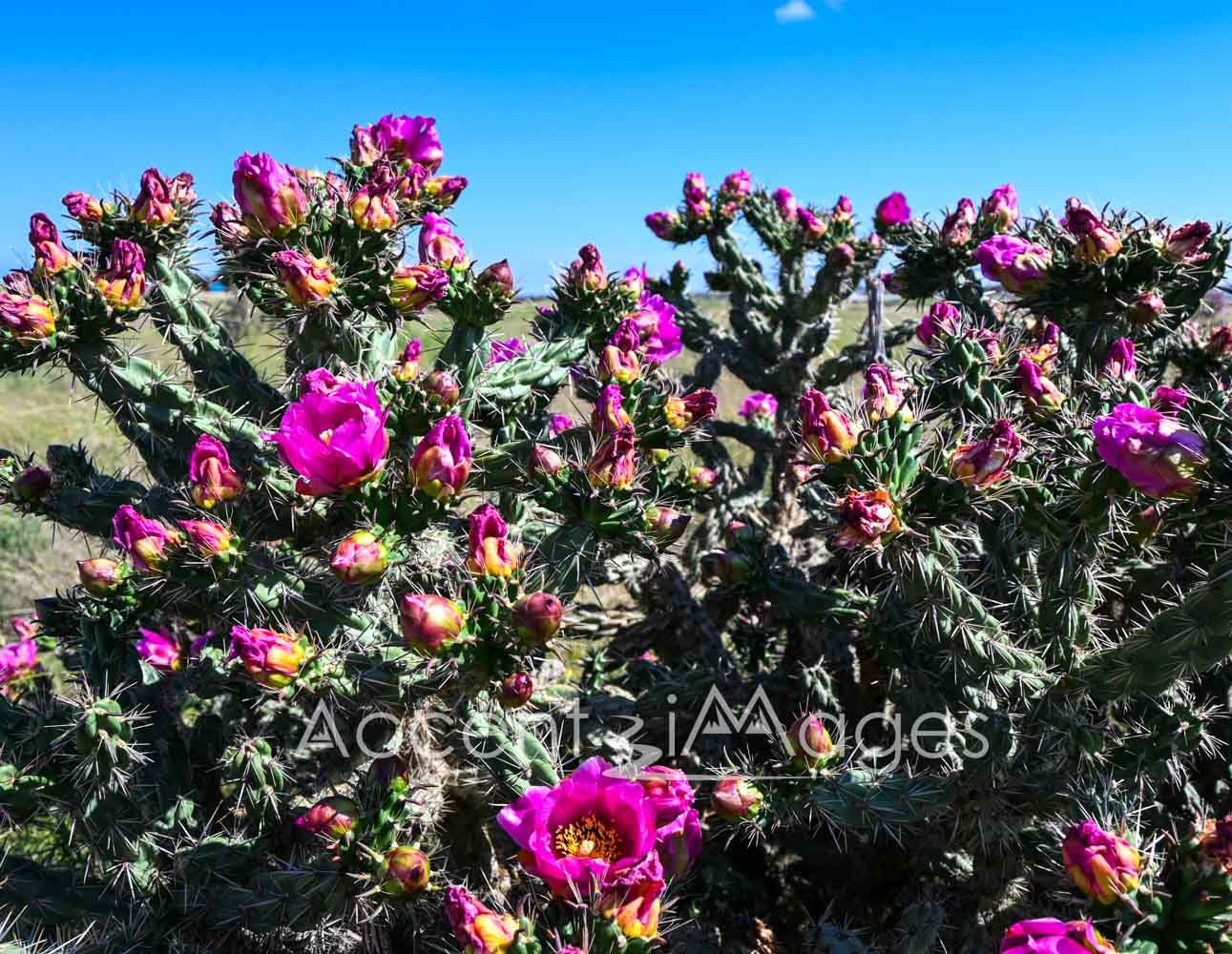 388.Cactus in Bloom -Pueblo
