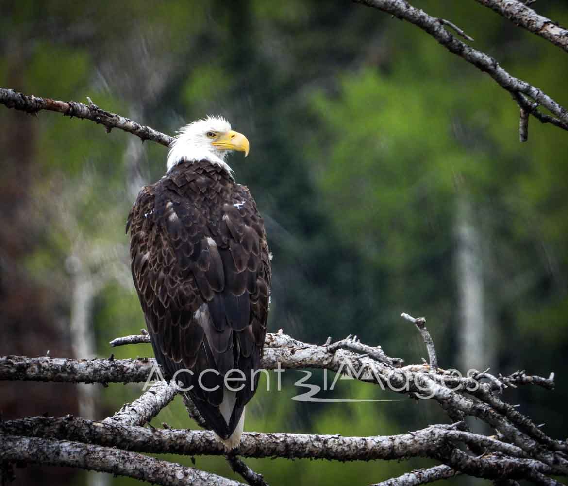 390.Bald Eagle -Steamboat CO