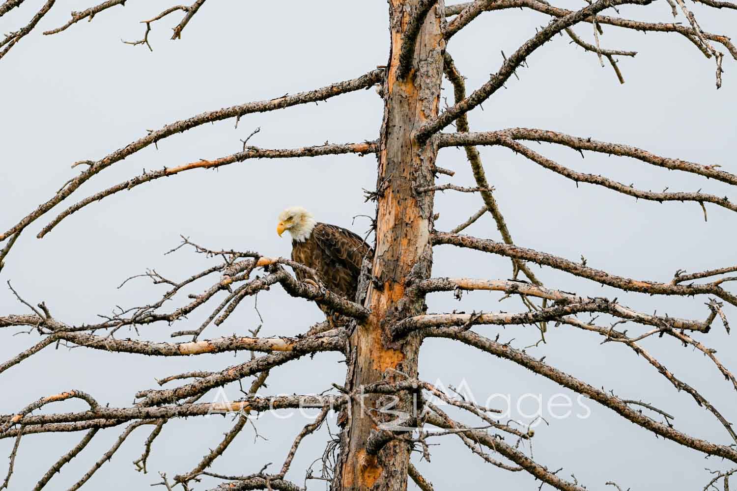 392.Bald Eagle -Steamboat CO