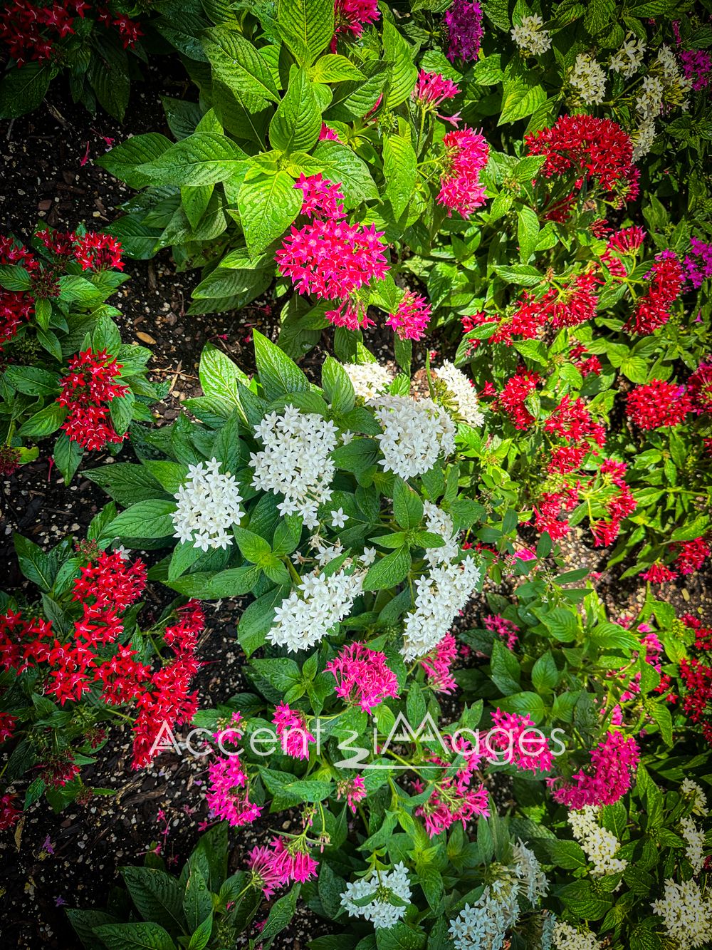412.Egyptian Starcluster -Texas