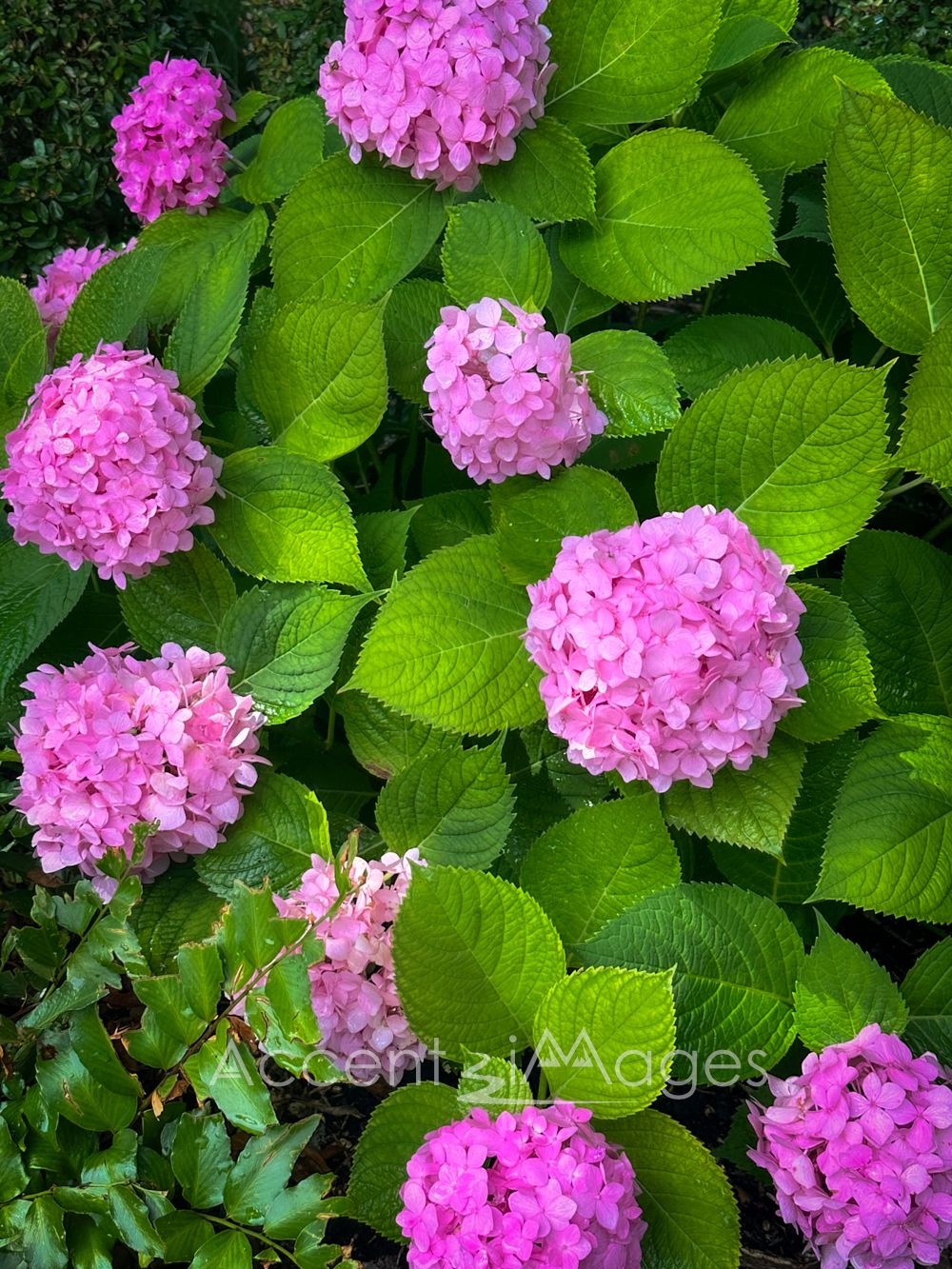 419.Hydrangea -Texas