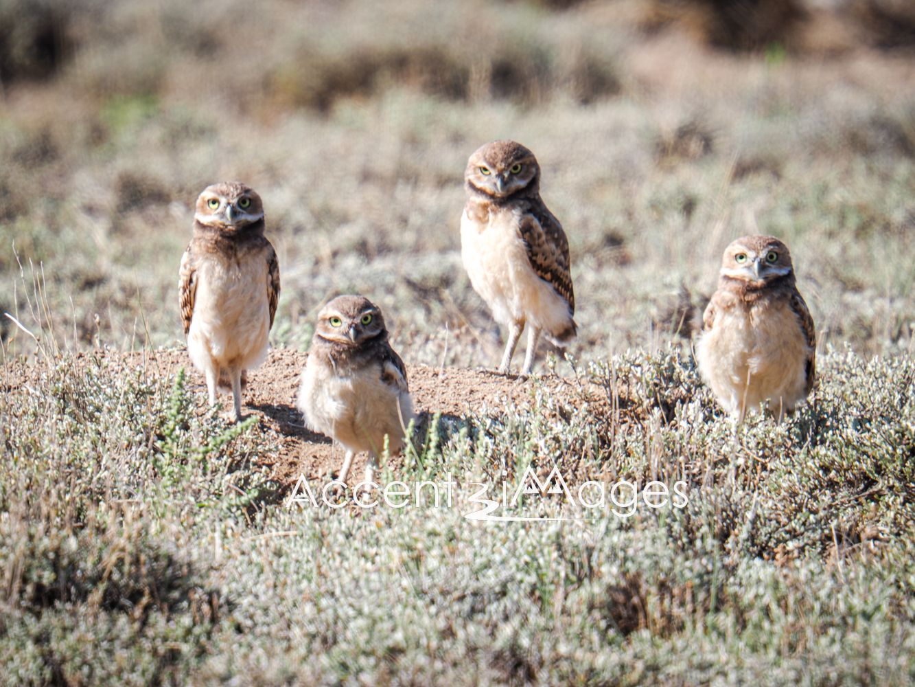 420.Burrowing Owls