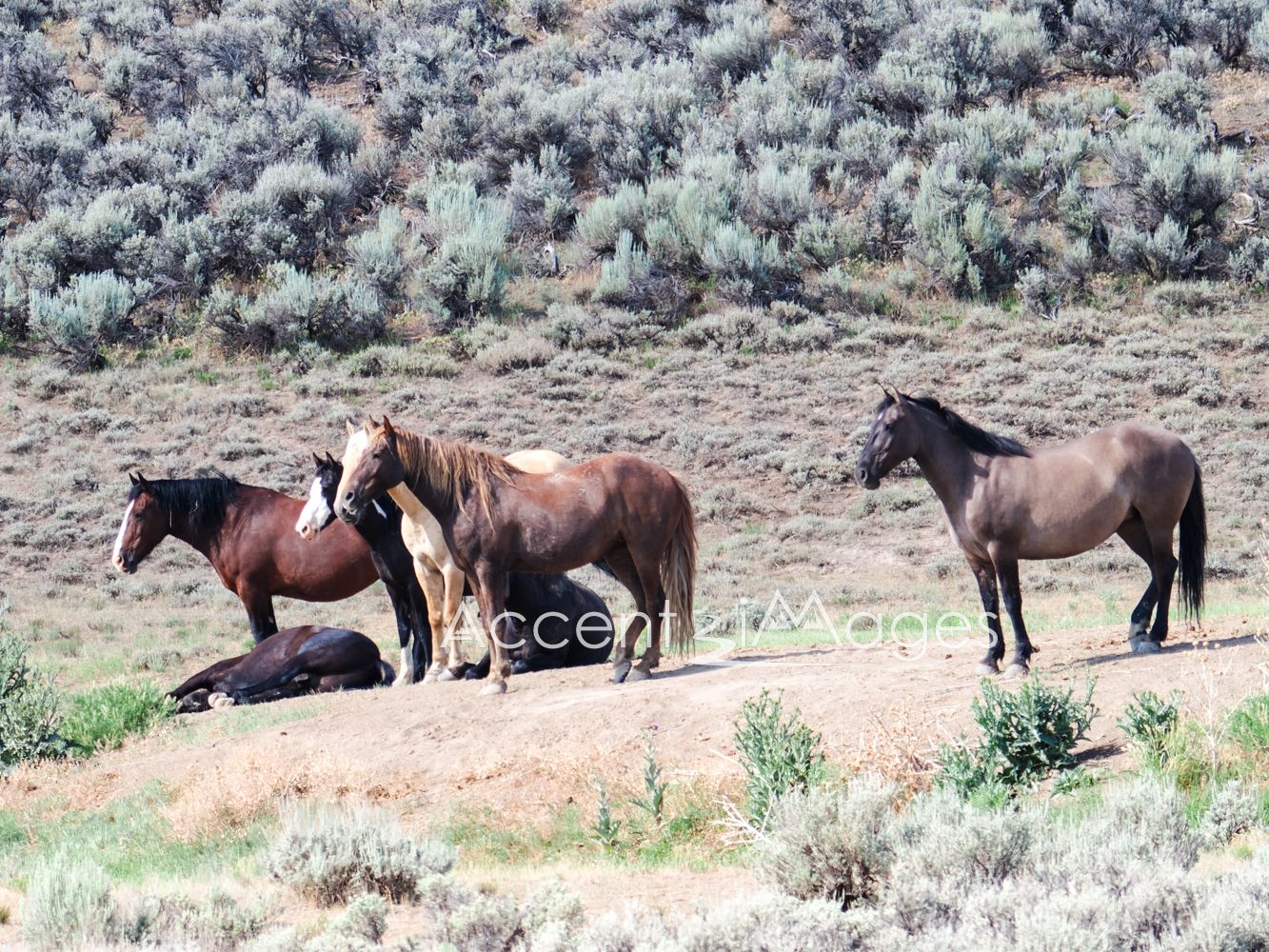 425.Wild Mustangs in NW Colorado