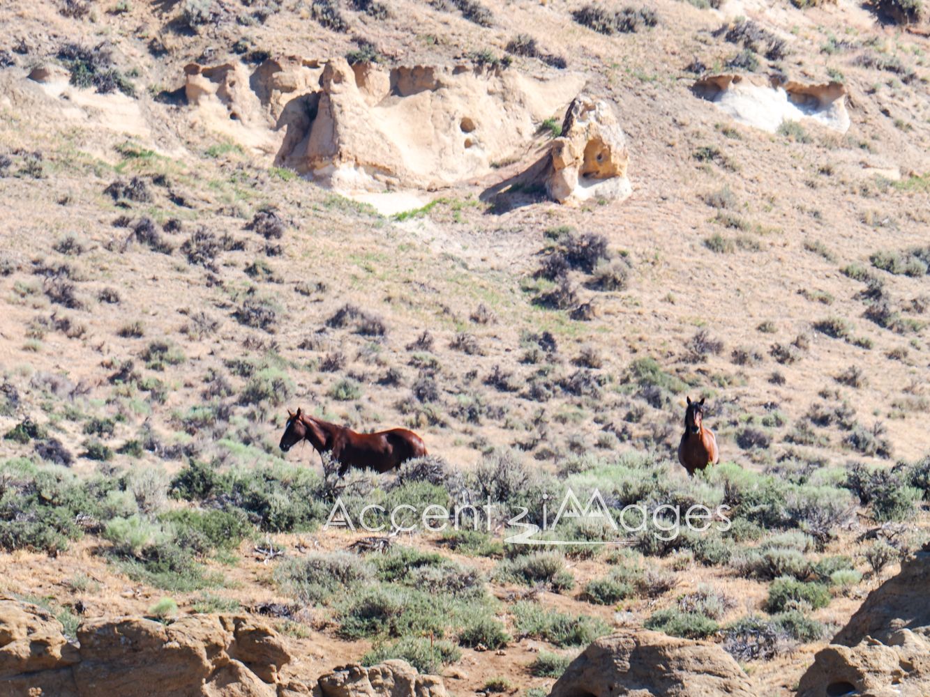 428.Wild Mustangs in NW Colorado