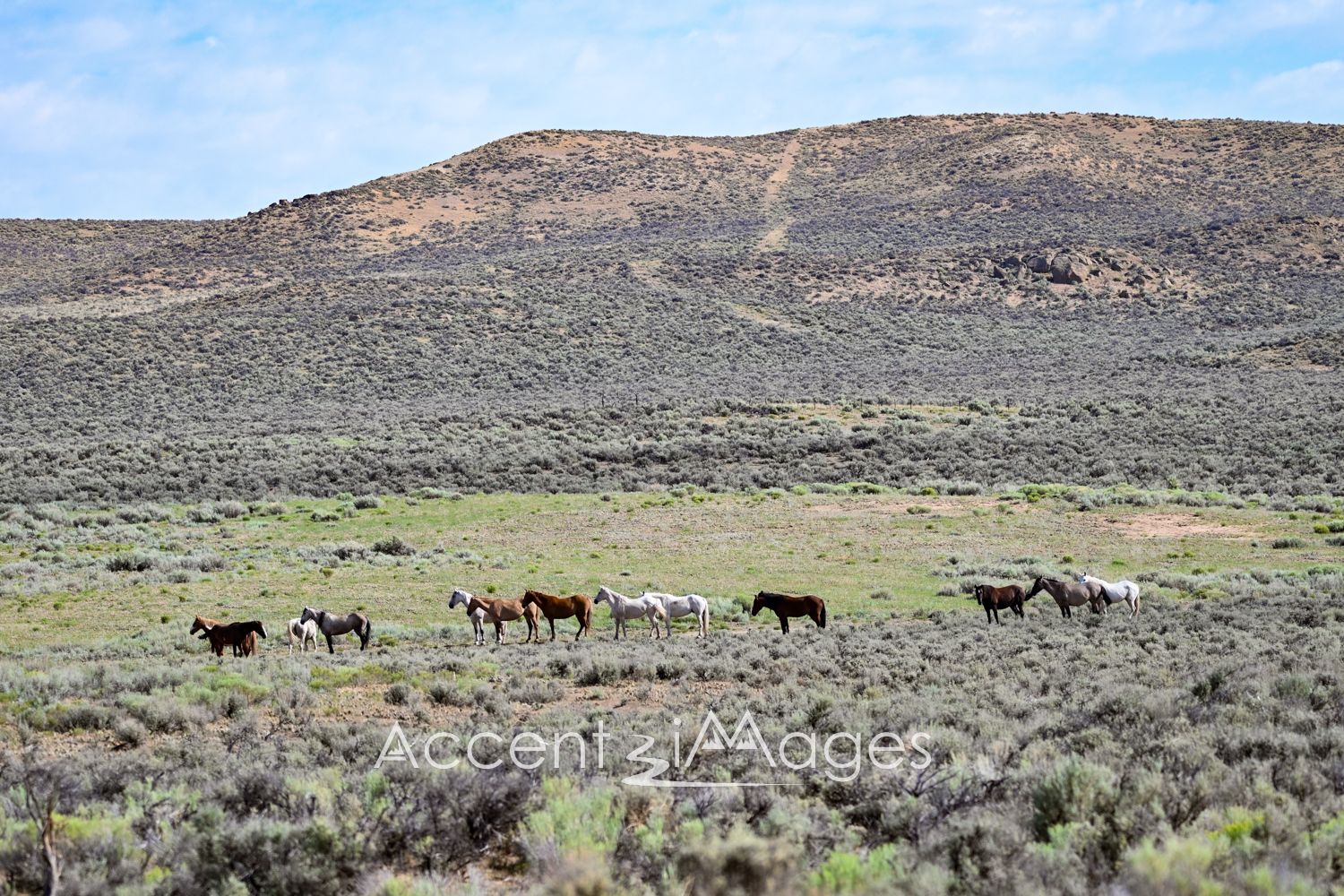 440.Wild Mustangs in NW Colorado