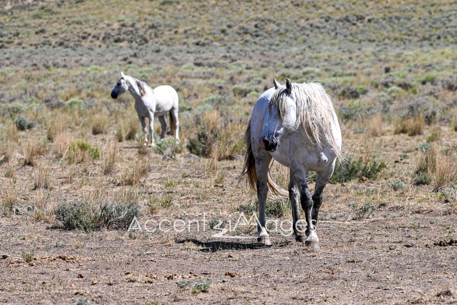 450.Wild Mustangs in NW Colorado