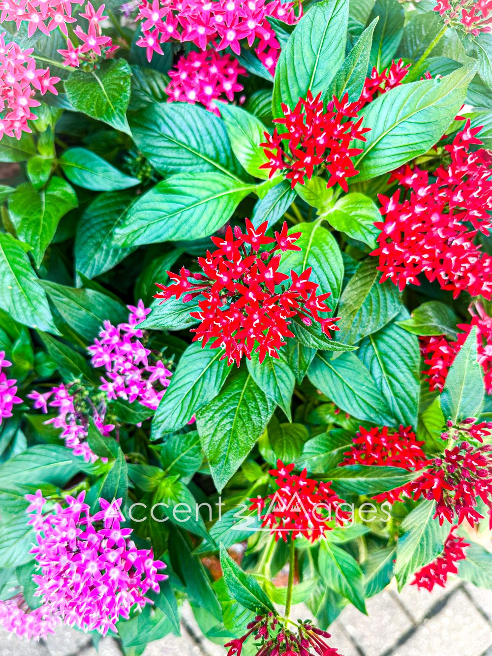 411.Egyptian Starcluster -Texas