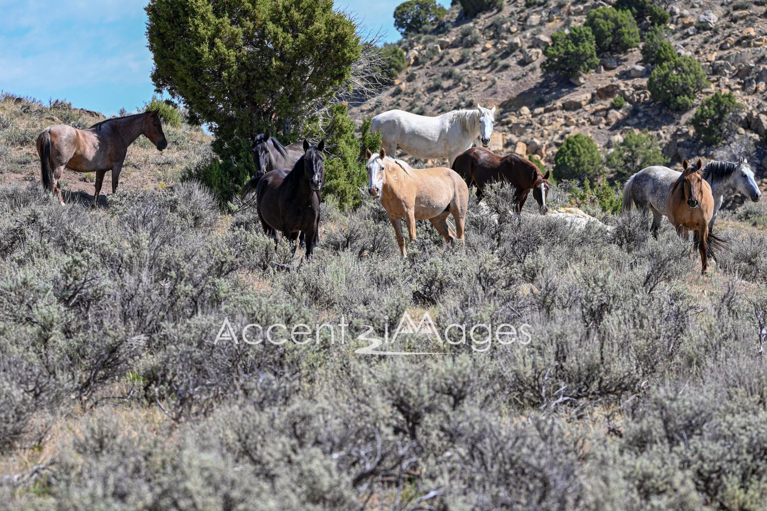 445.Wild Mustangs in NW Colorado