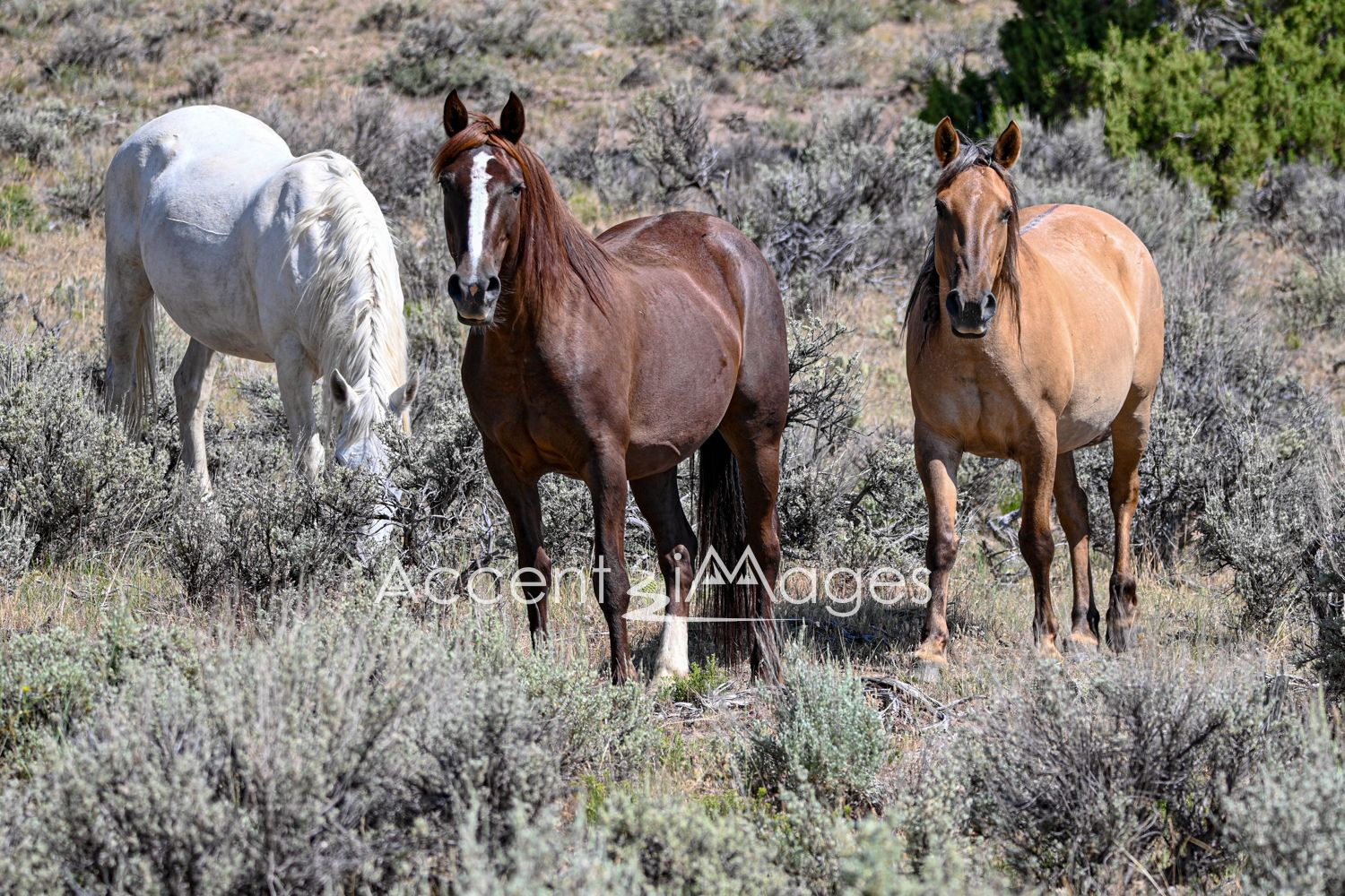 446.Wild Mustangs in NW Colorado