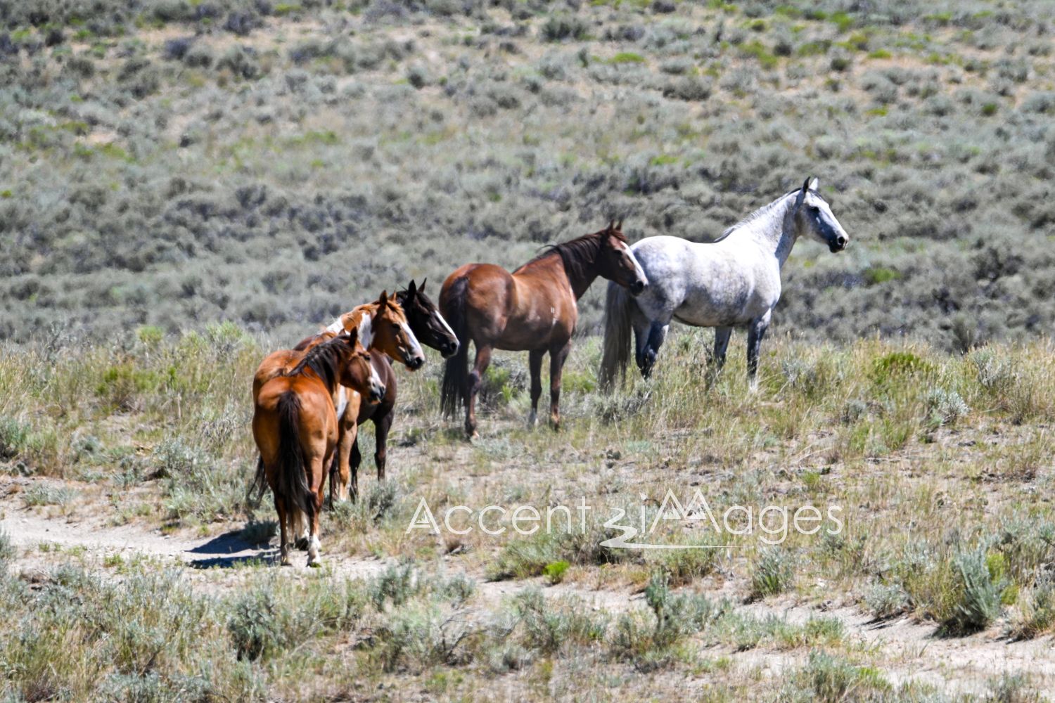 455.Wild Mustangs in NW Colorado