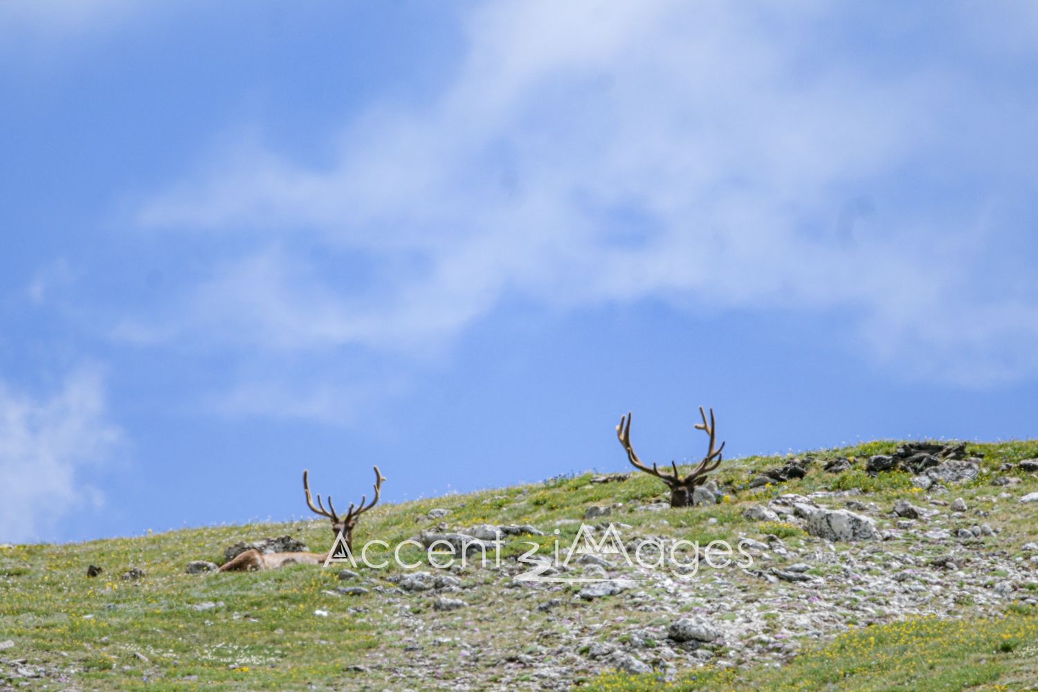 478.RMNP-Bull Elk at Alpine Visiting Ctr