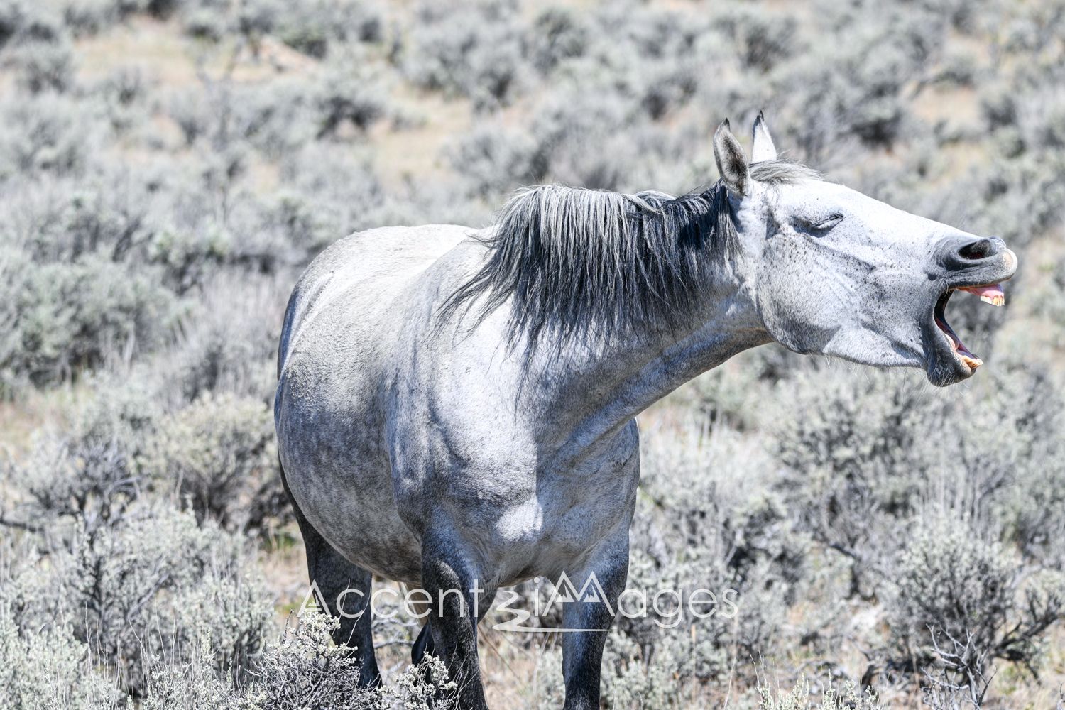 448.Wild Mustang in NW Colorado