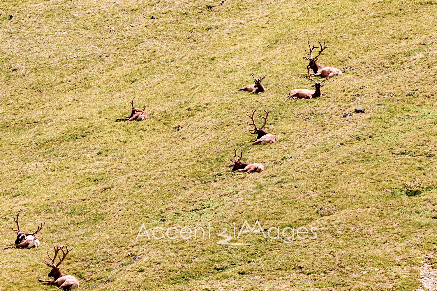 479.RMNP-Bull Elk on Mount Chapin