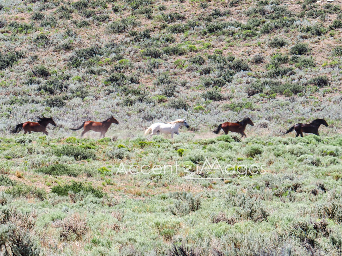 457.Running Wild Mustangs in NW Colorado