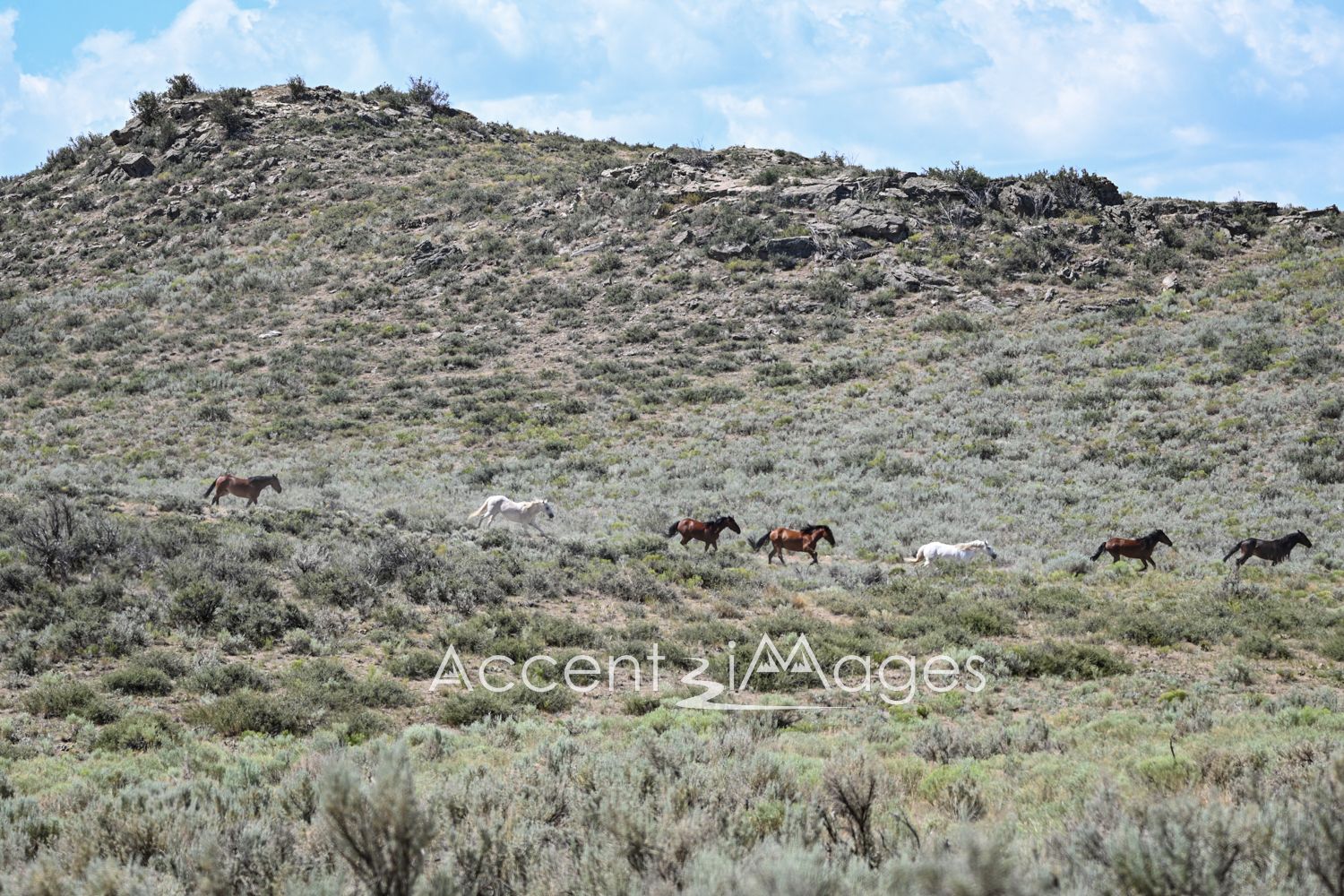 461.Running Wild Mustangs in NW Colorado