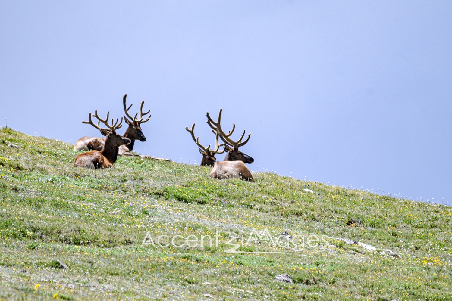 477.RMNP-Bull Elk at Alpine Visiting Ctr
