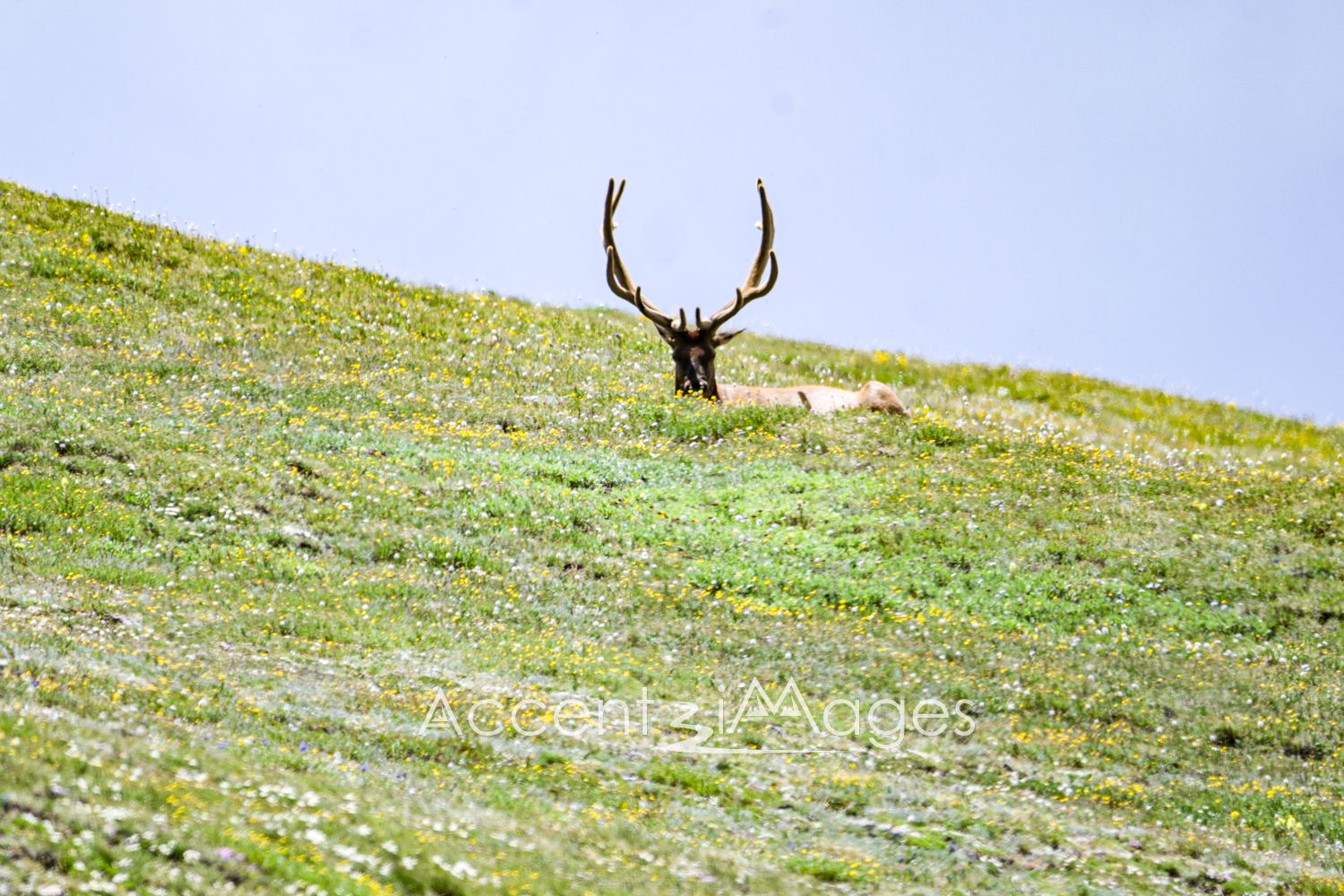 473.RMNP.Bull Elk at Alpine VC