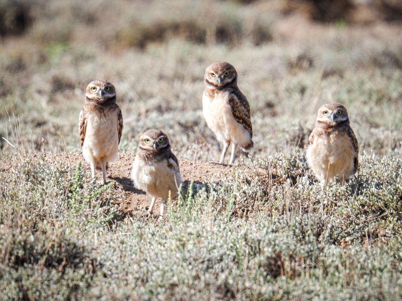 Nature Inspired Gifts &amp; Everyday Art