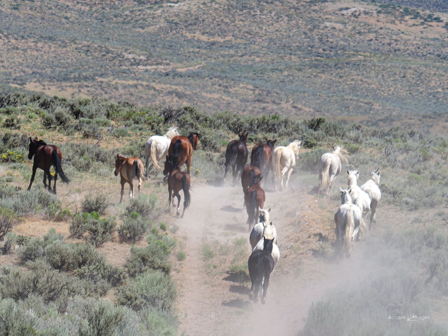 2026 Wildlife Calendar