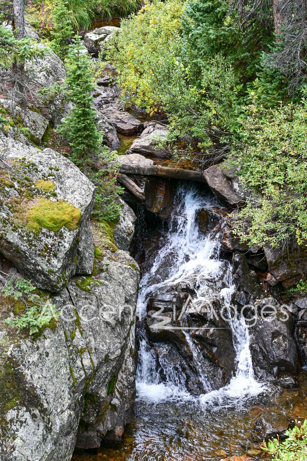 377.Fall on Fall River Rd-Rocky Mtn Natl Park