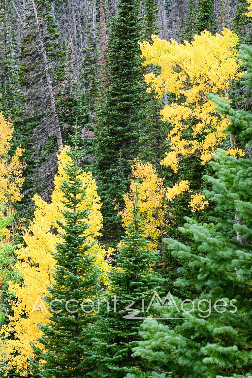 409.Fall Colors on Fall River Rd-Rocky Mtn Natl Park
