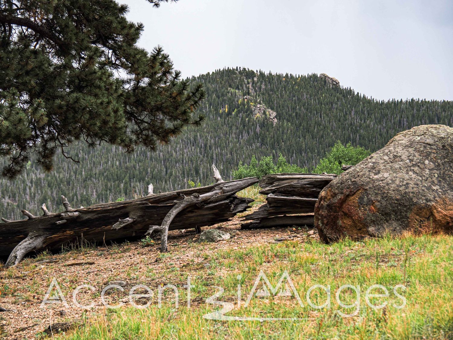 504.Fall River Rd-Rocky Mtn Natl Park