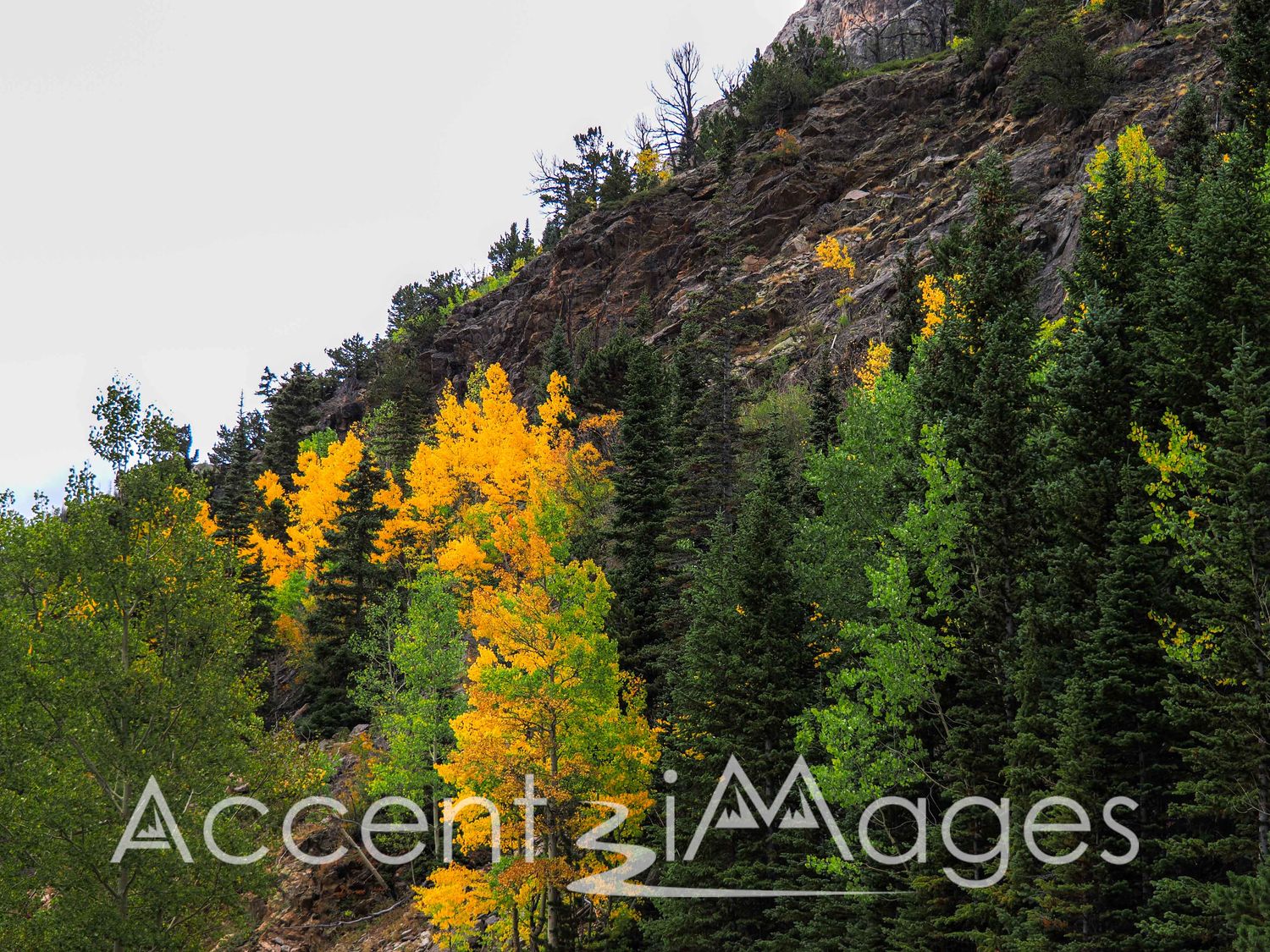 505.Fall Colors on Fall River Rd-Rocky Mtn Natl Park