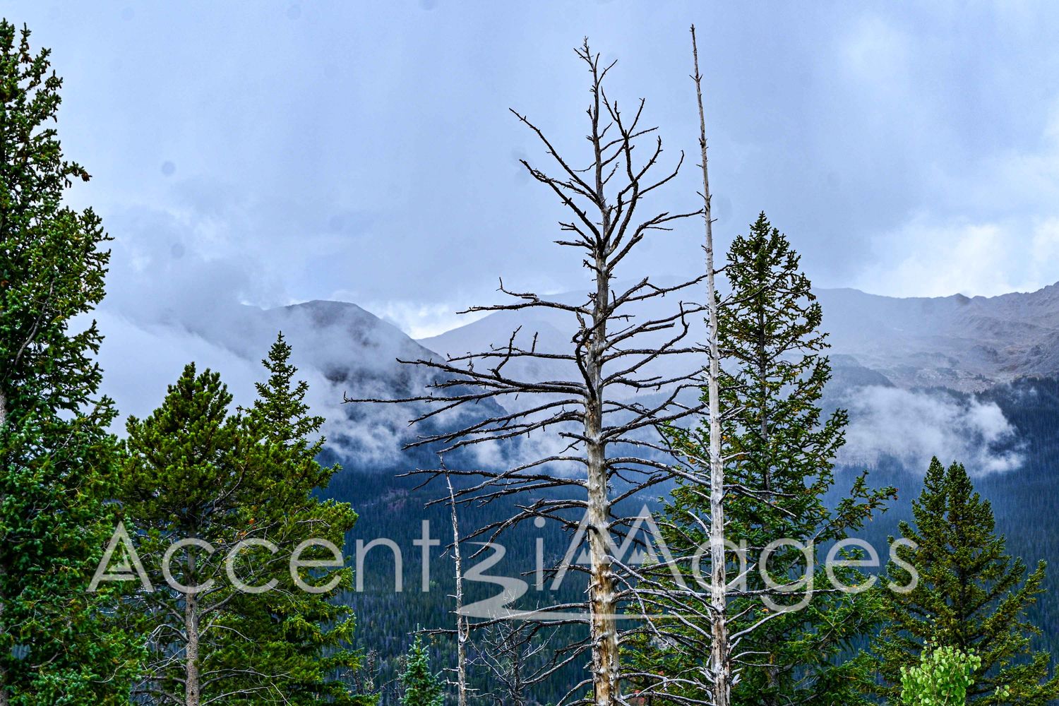 521.Storm Coming.Trail Ridge Rd-Rocky Mtn Natl Park