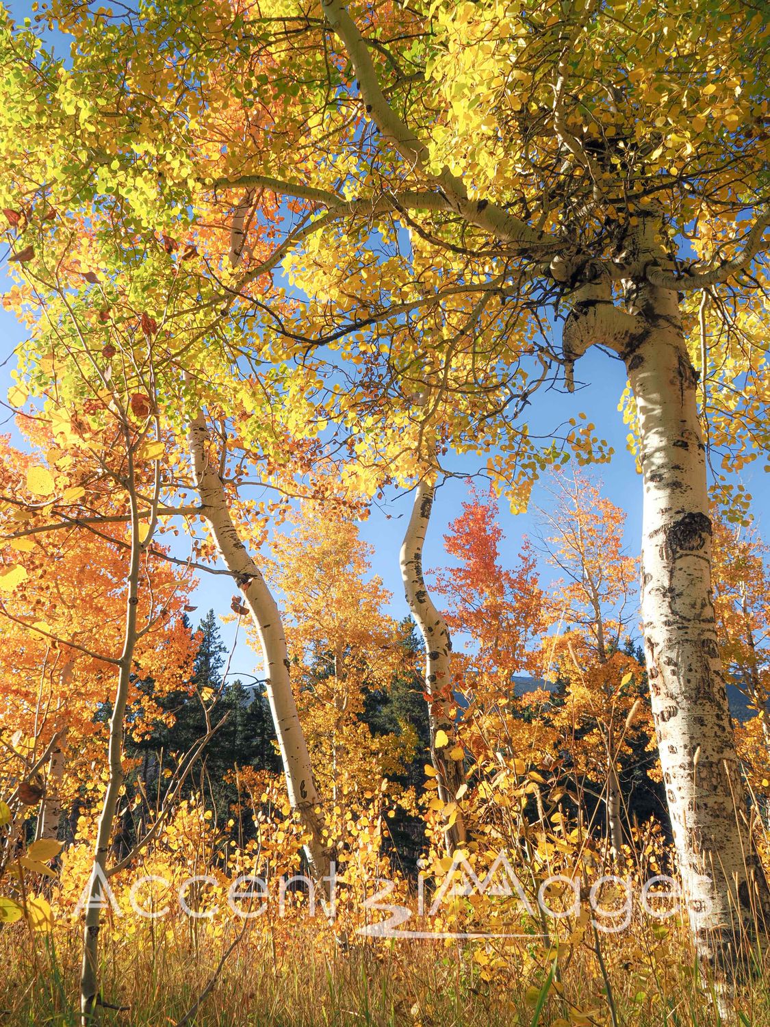 524.Fall Colors on Trail Ridge Rd.Rocky Mtn Natl Park