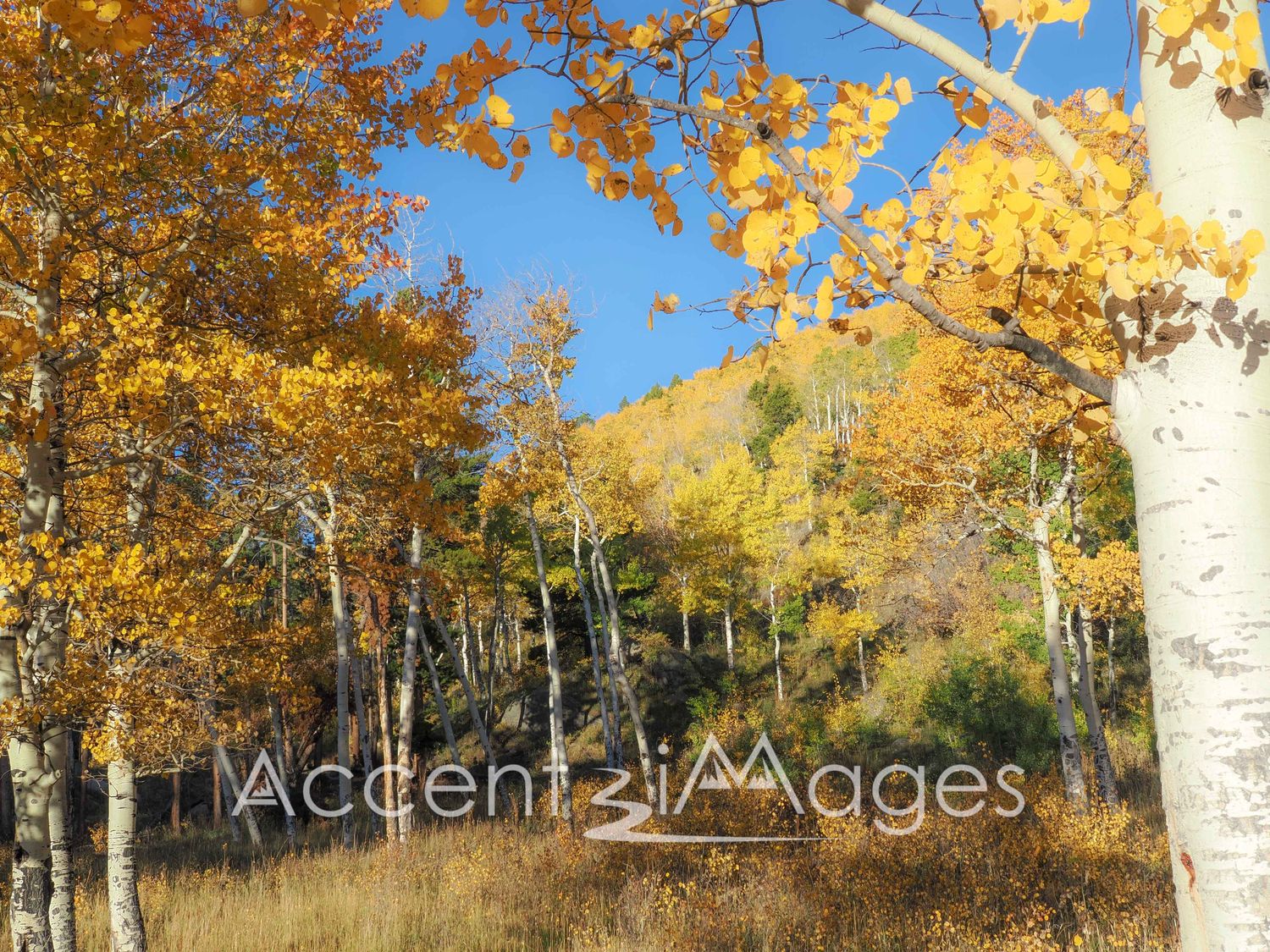 523.Fall Colors on Trail Ridge Rd.Rocky Mtn Natl Park