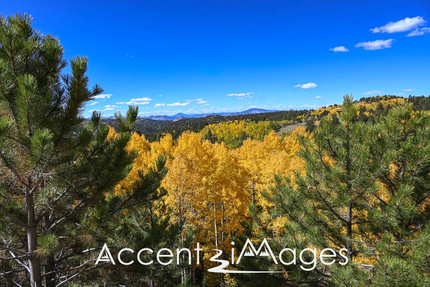 540.Golden Aspen Among the Pines.Divide CO