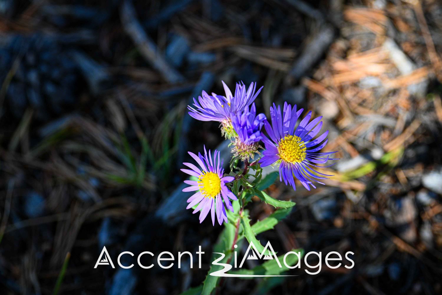 542.Hoary Tansyaster Wildflower.Divide CO