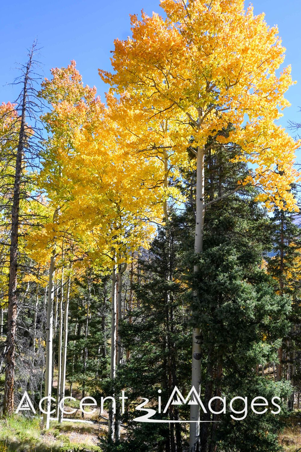 538.Golden Aspen Among the Pines.Divide CO