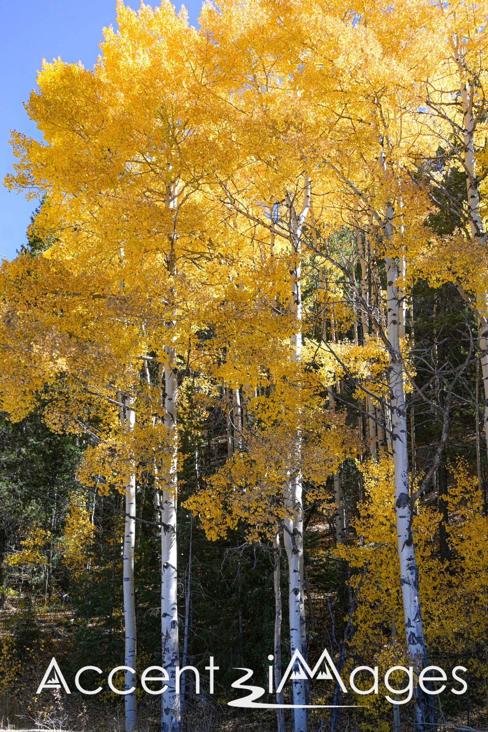 539.Golden Aspen Standing Tall.Divide CO