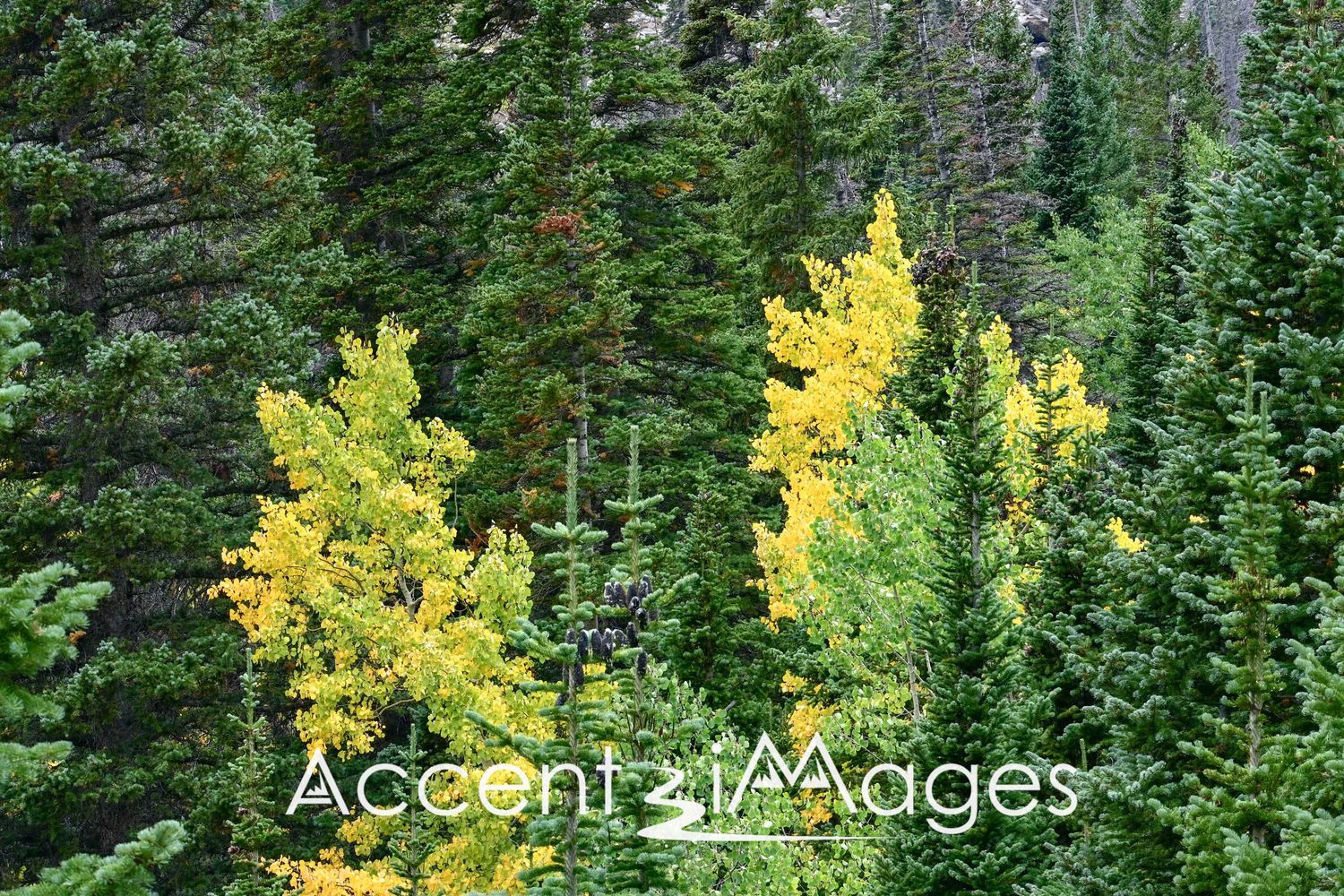 544.Fall Colors on Fall River Rd.Rocky Mtn Natl Park