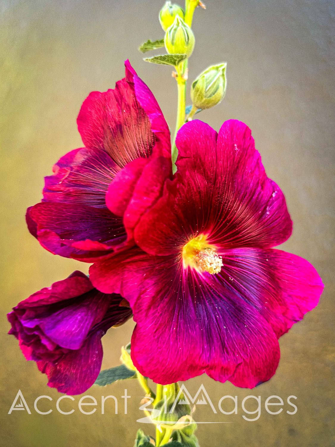 551.Beautiful Red Habiscus-Georgetown CO