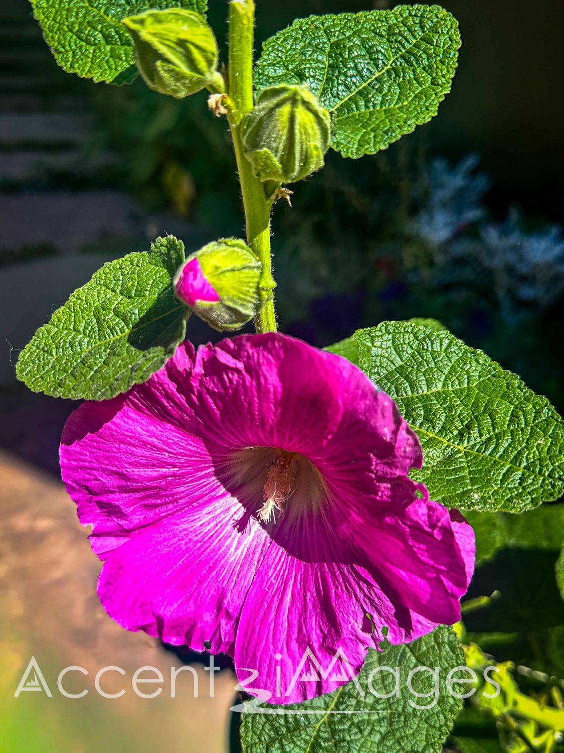 550.Radiant Habiscus-Georgetown CO