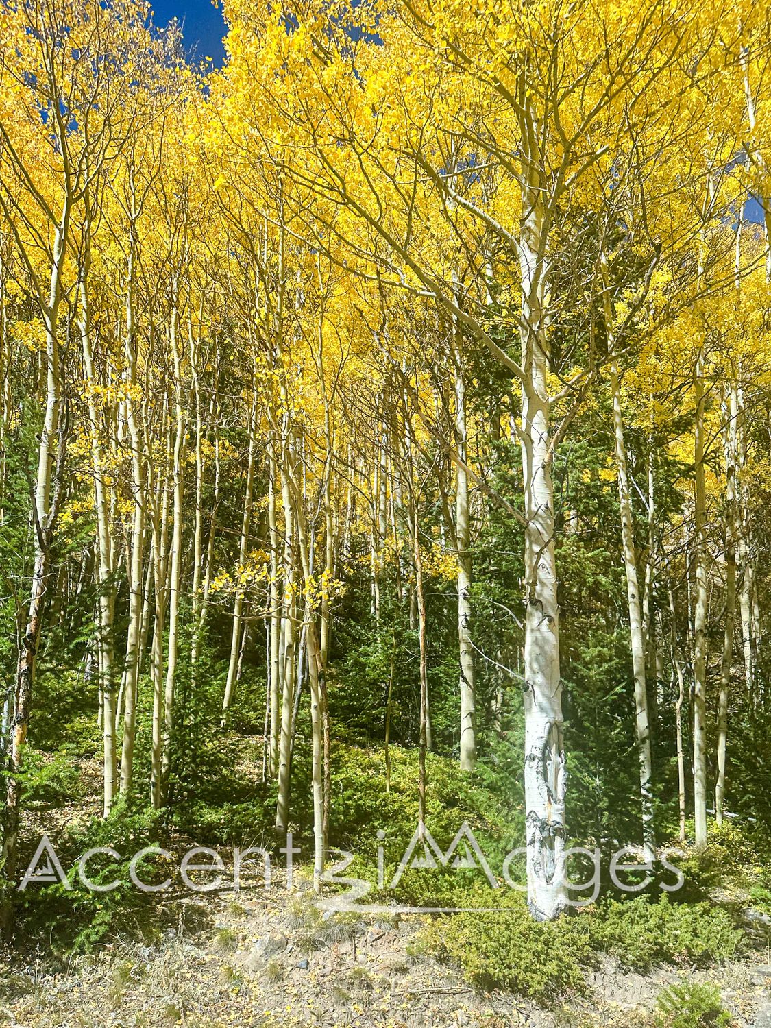 552.Golden Aspens in October-Guenella Pass CO