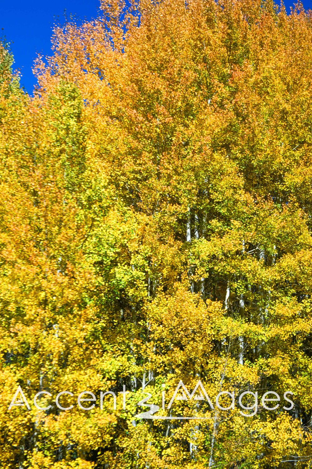 553.Yellow and Orange Aspen-Guenella Pass CO