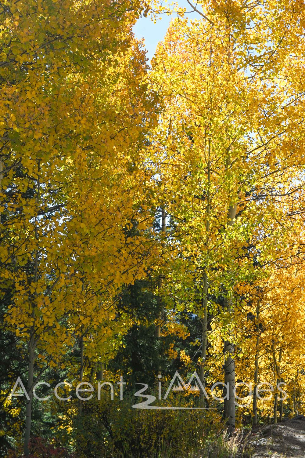 554.Autumn Colors on Guenella Pass CO