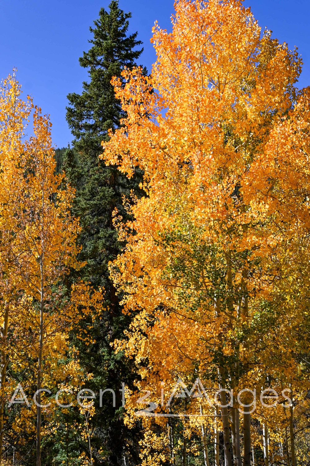 555.Autumn Colors on Guenella Pass CO
