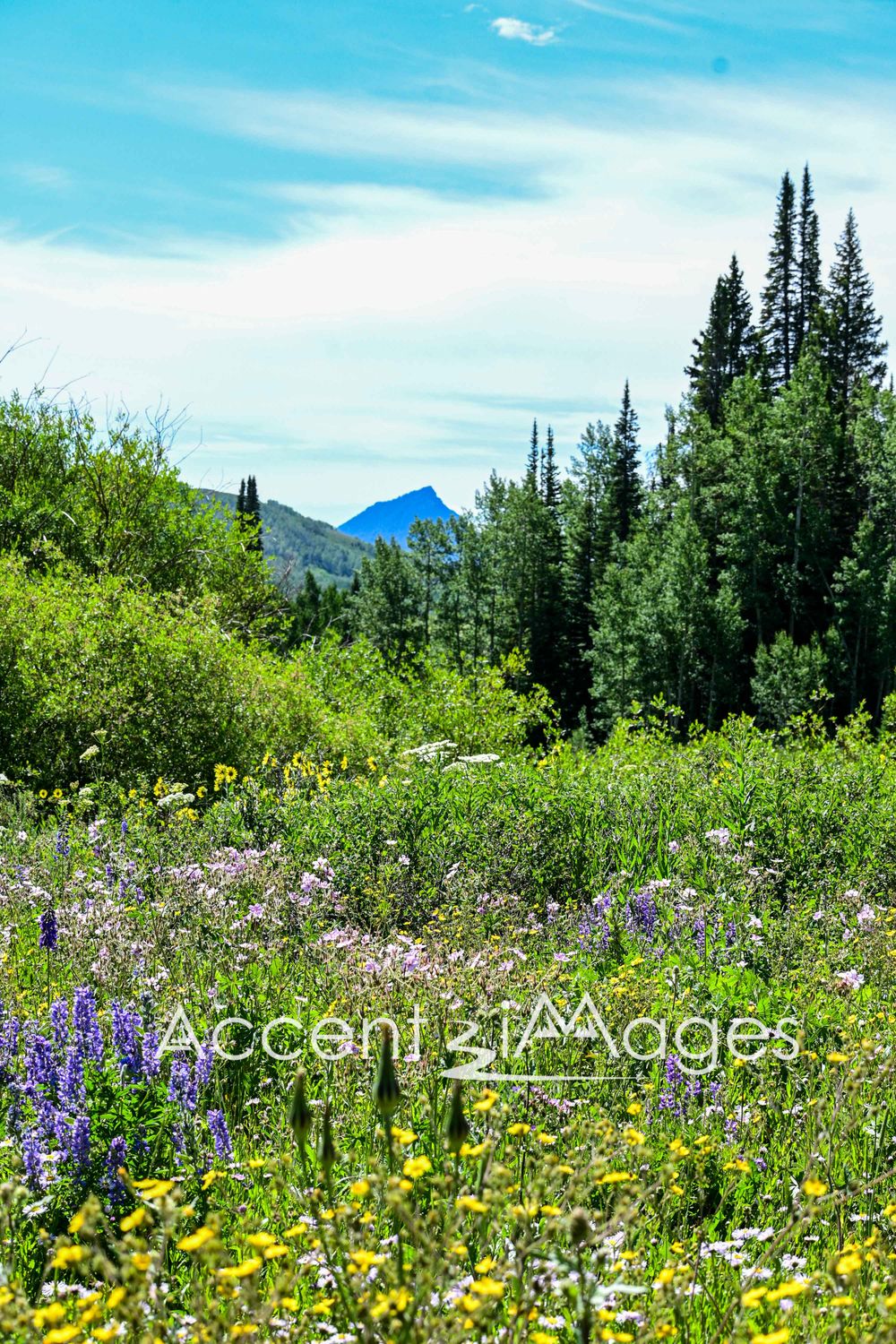 557.Field of Flowers at Muddy Pass.Colorado