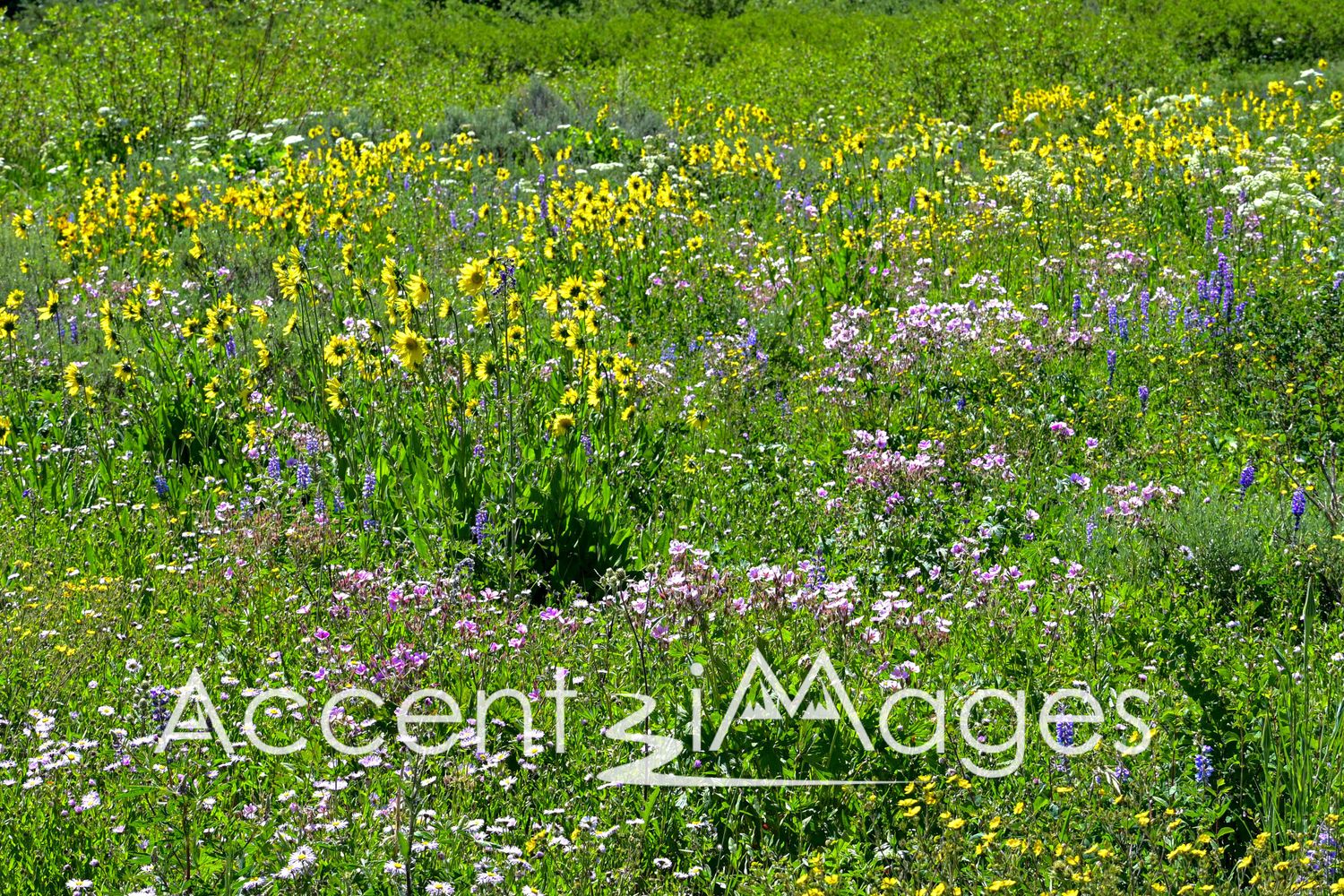 559.Field of Flowers at Muddy Pass.Colorado
