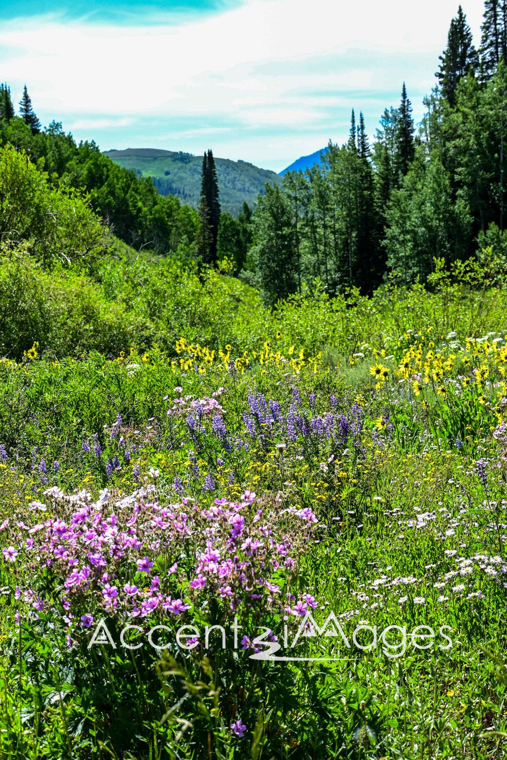 558.Field of Flowers at Muddy Pass.Colorado