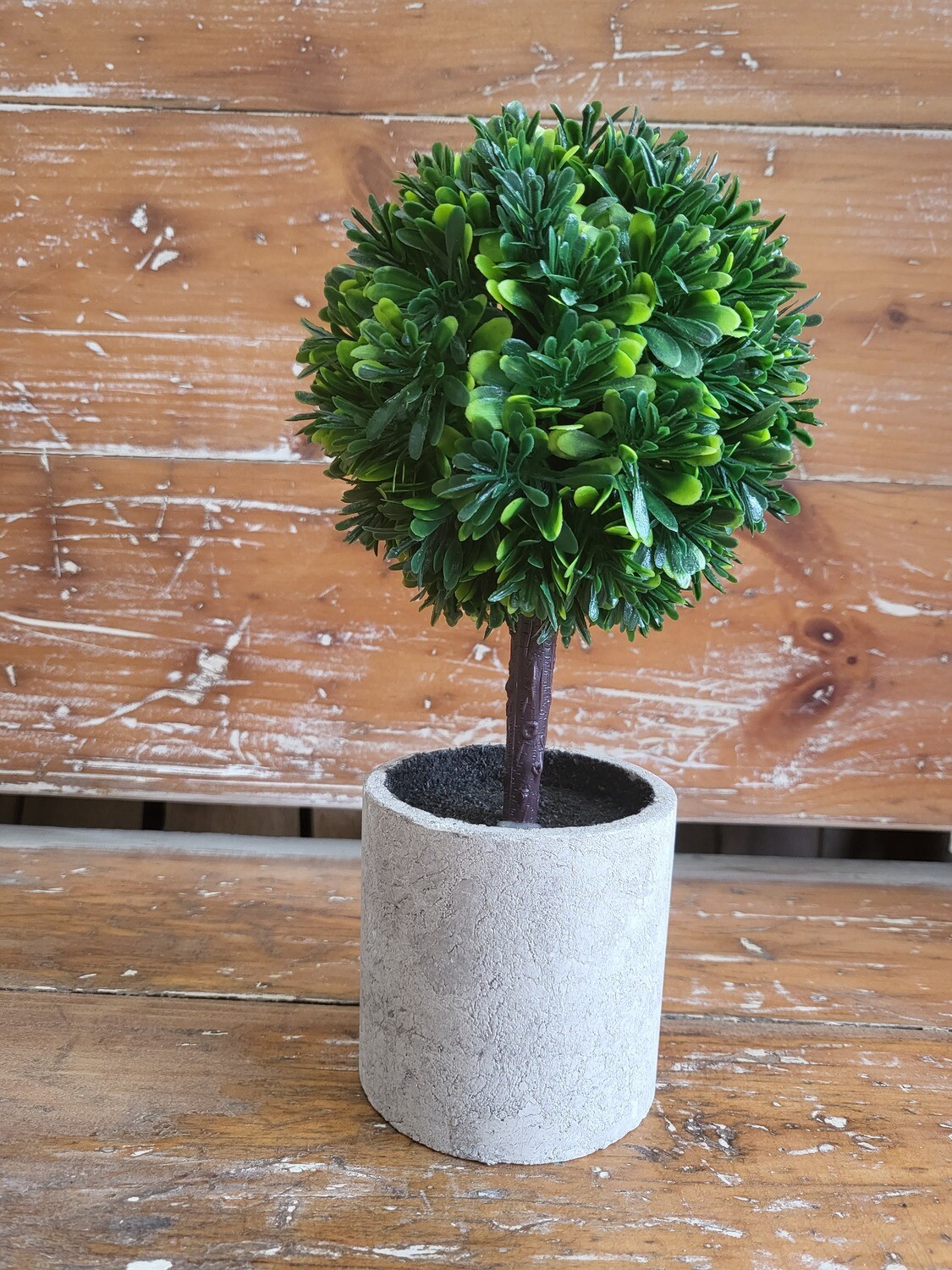 Green Boxwood Topiary in Pot -